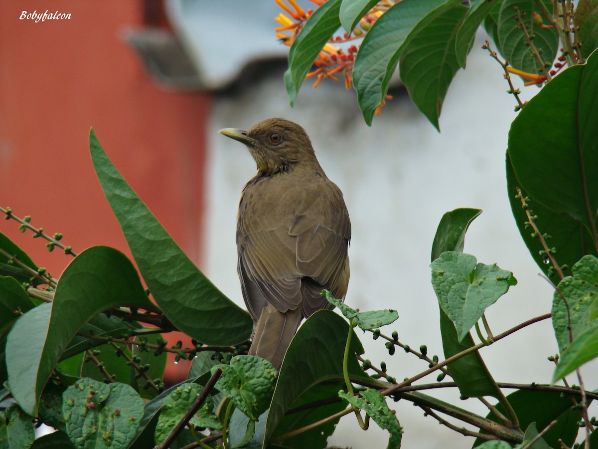 Clay-colored Thrush - ML38502221