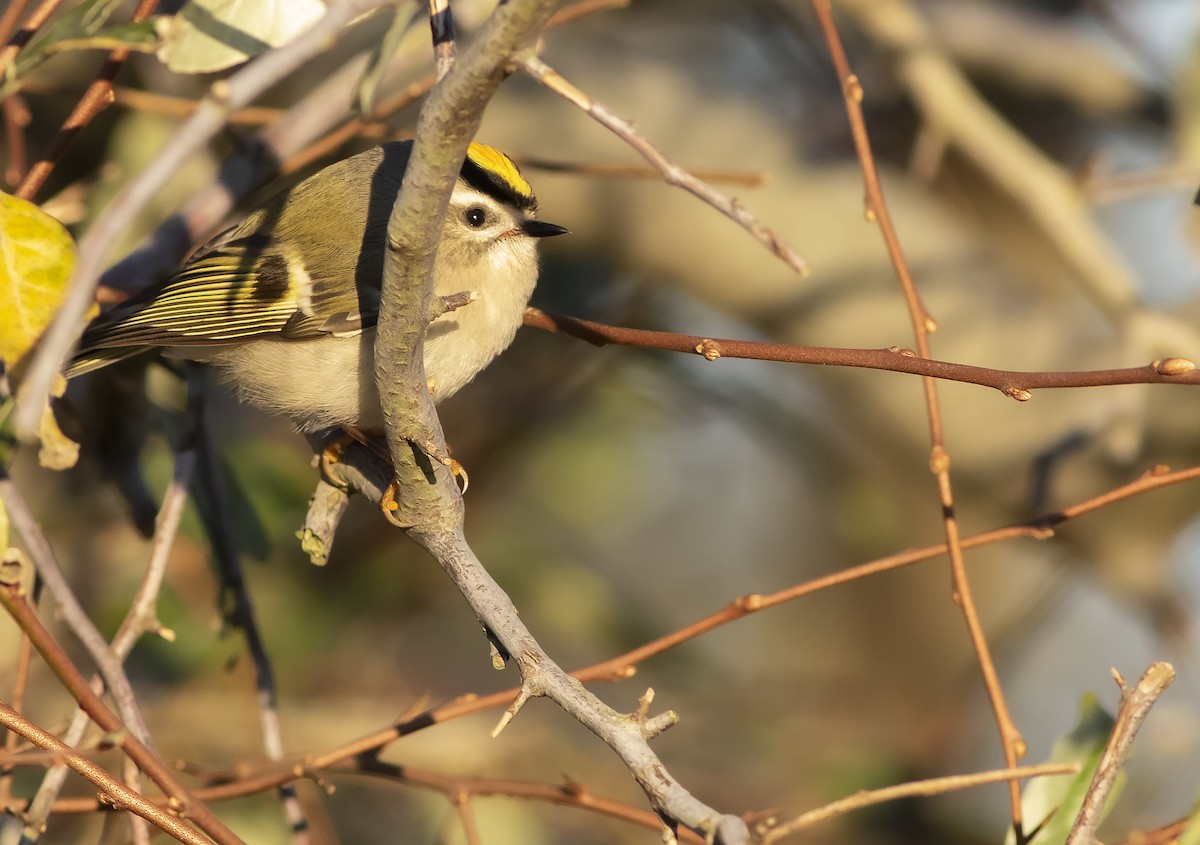 Golden-crowned Kinglet - ML385022251