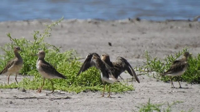 Buff-breasted Sandpiper - ML385022501