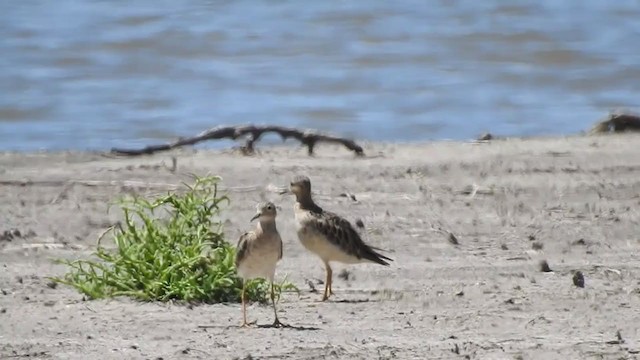 Buff-breasted Sandpiper - ML385022601