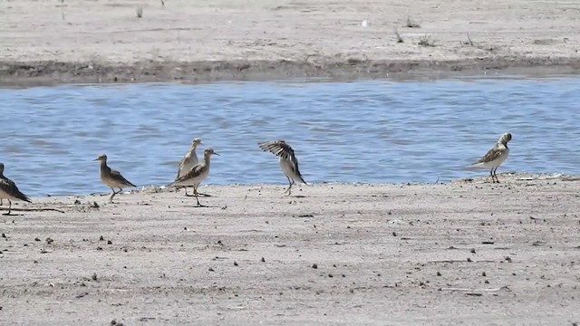 Bécasseau roussâtre - ML385022641