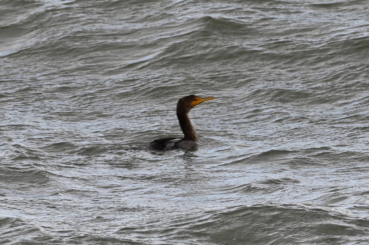 Double-crested Cormorant - ML385023331