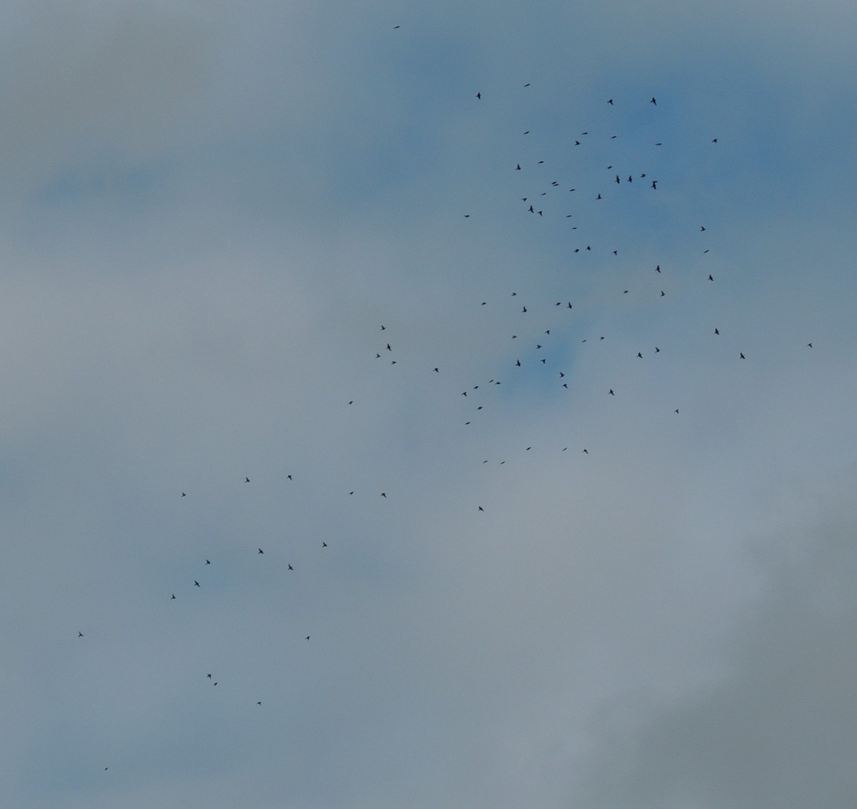 White-winged Crossbill - ML385023491