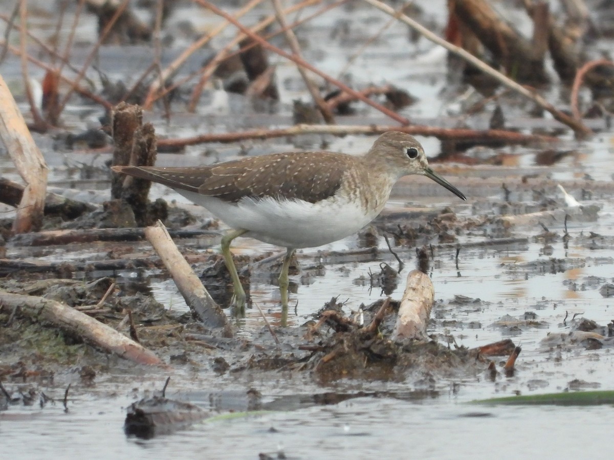 Solitary Sandpiper - Sara Masuda