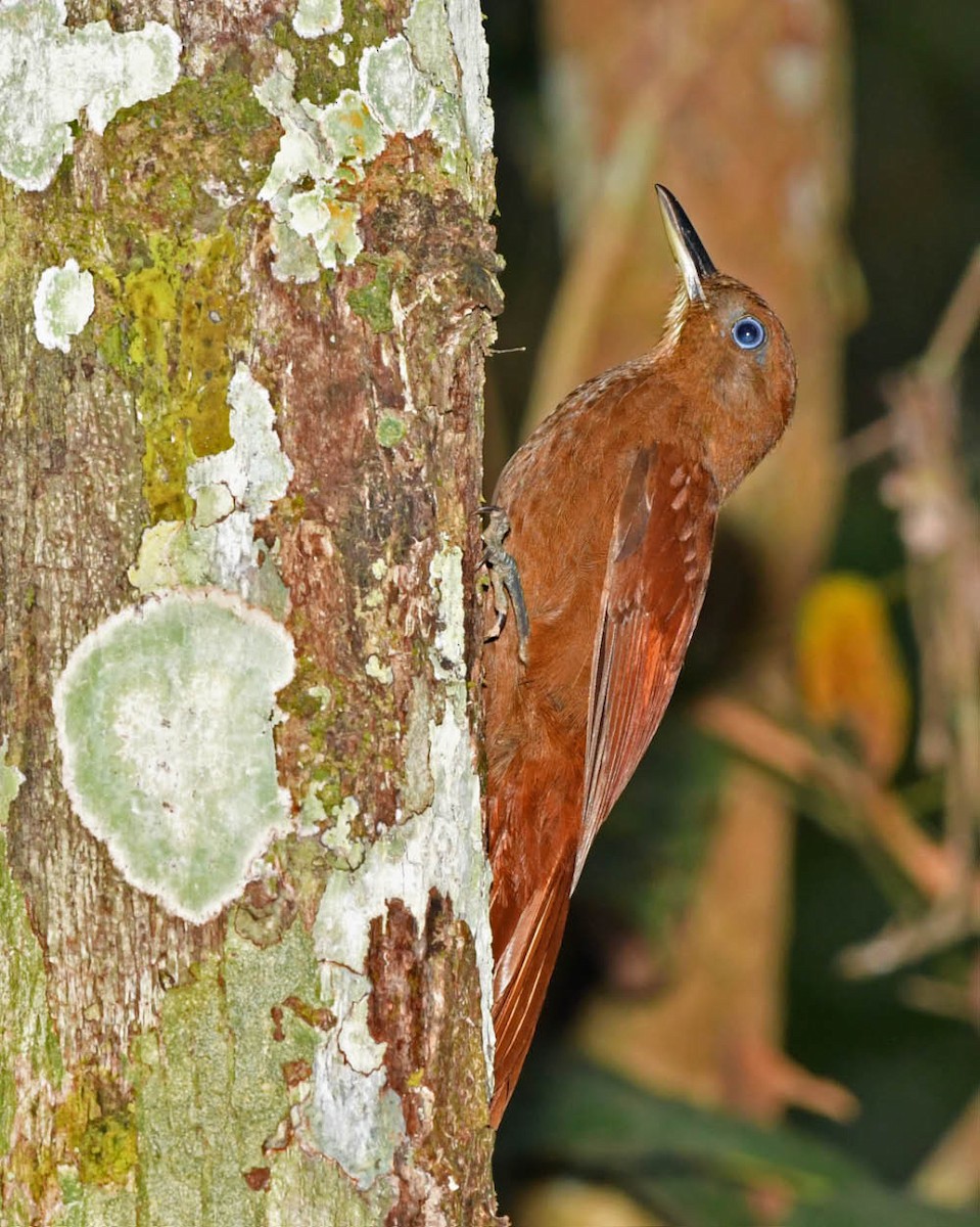 White-chinned Woodcreeper - Tini & Jacob Wijpkema