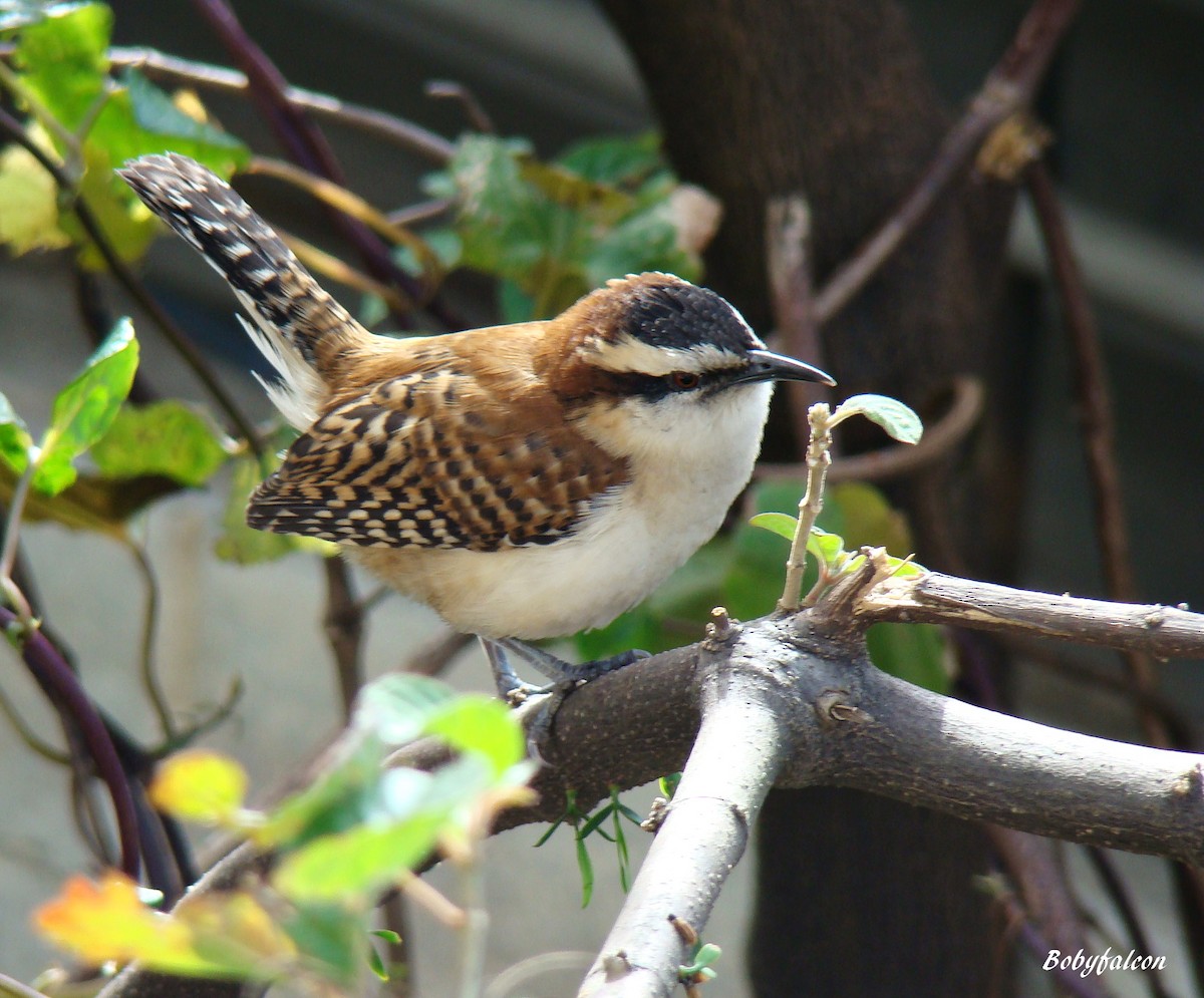 Rufous-naped Wren - ML38502701