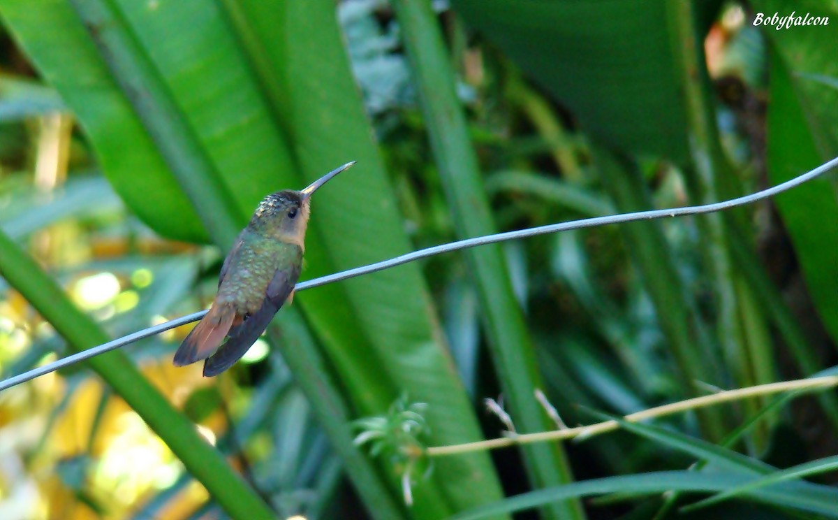 kolibřík ryšavý - ML38502731