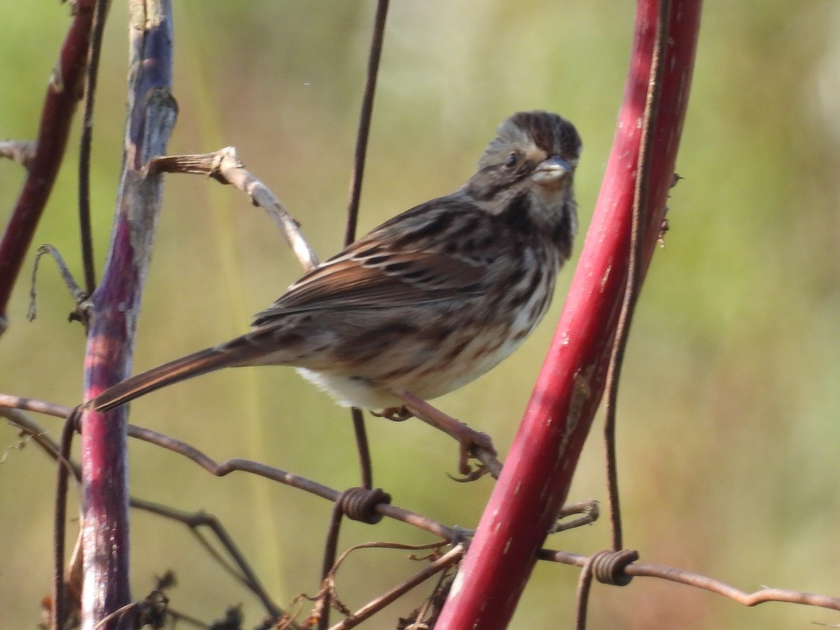 Song Sparrow - ML385029381