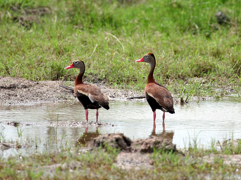Black-bellied Whistling-Duck - Dick Dionne
