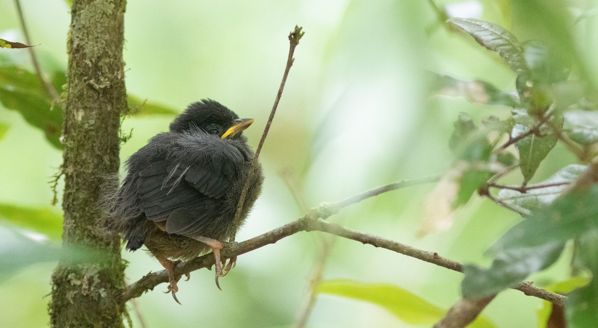 Yellow-thighed Brushfinch - Doug Hitchcox