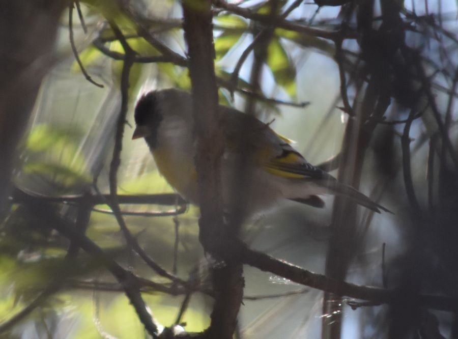 Lawrence's Goldfinch - ML385032111