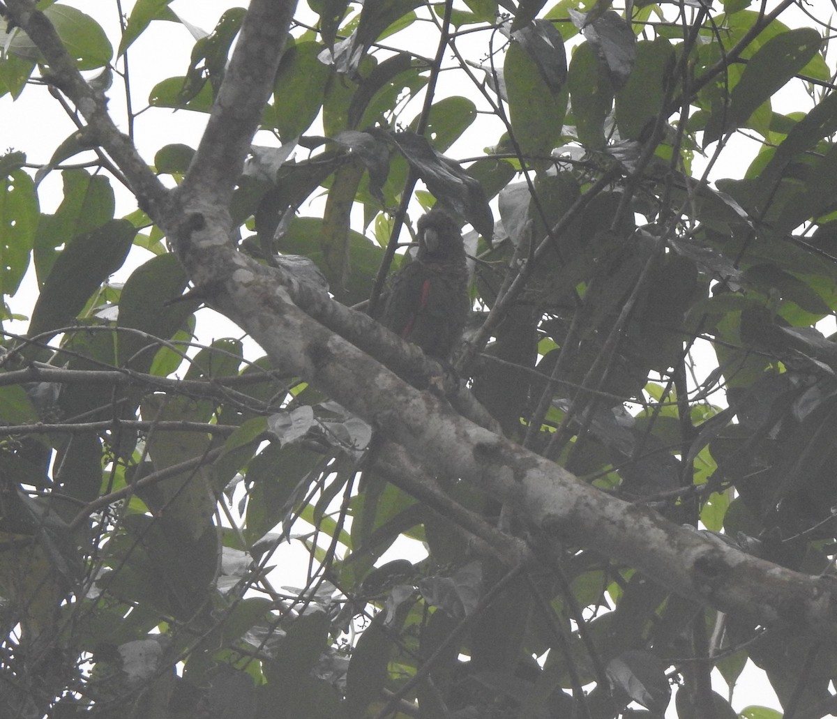 pyrura hnědoocasý (ssp. pacifica) - ML385032321