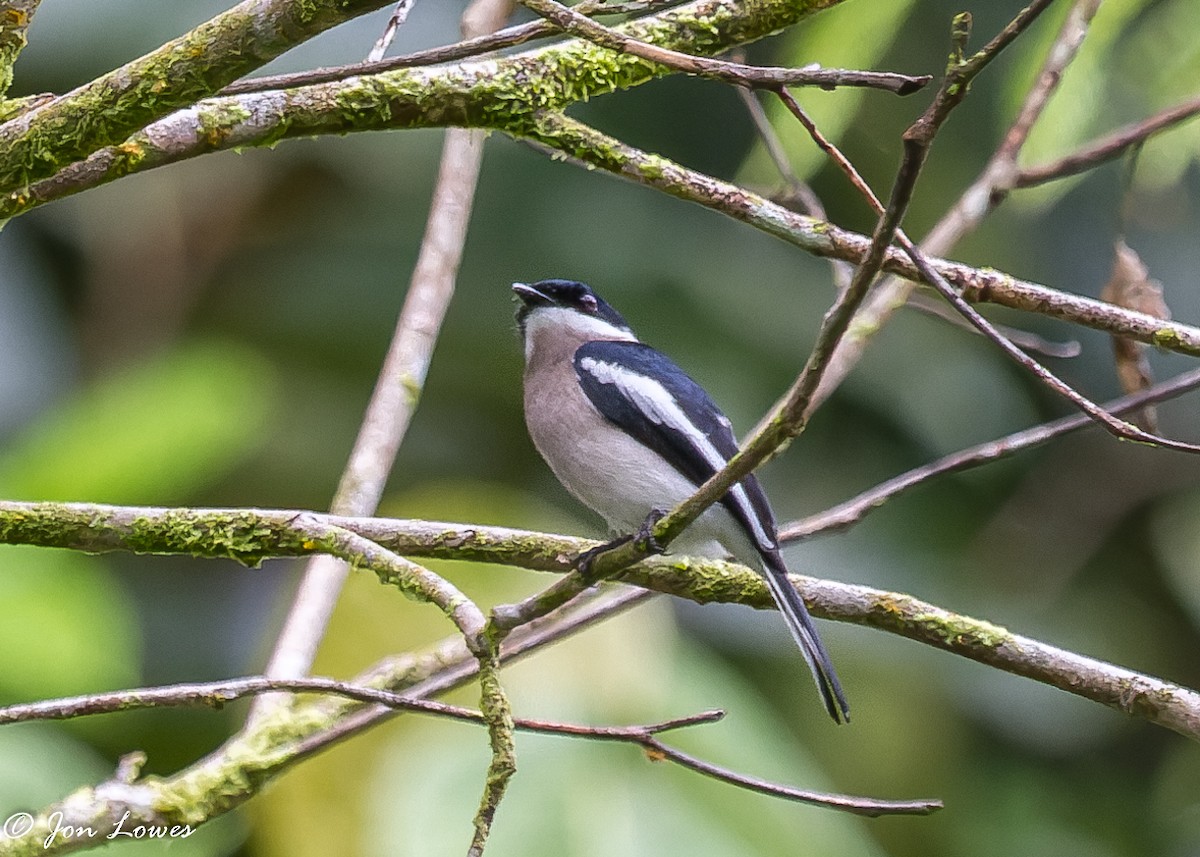 Bar-winged Flycatcher-shrike - ML385033691