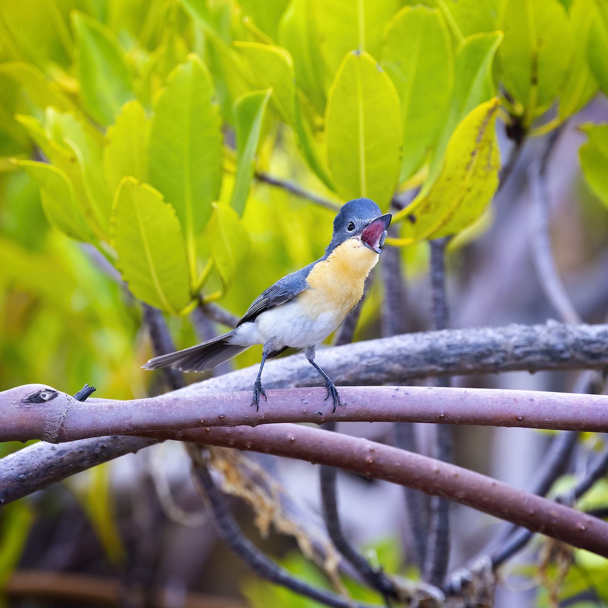 Broad-billed Flycatcher - Alexander Babych