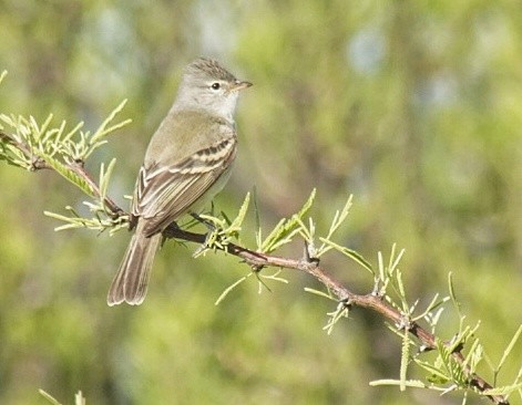 Southern Beardless-Tyrannulet - ML385033931