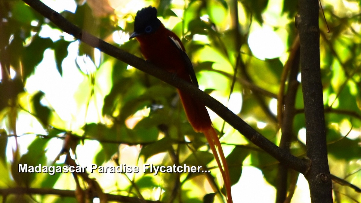 Malagasy Paradise-Flycatcher - Murray DELAHOY