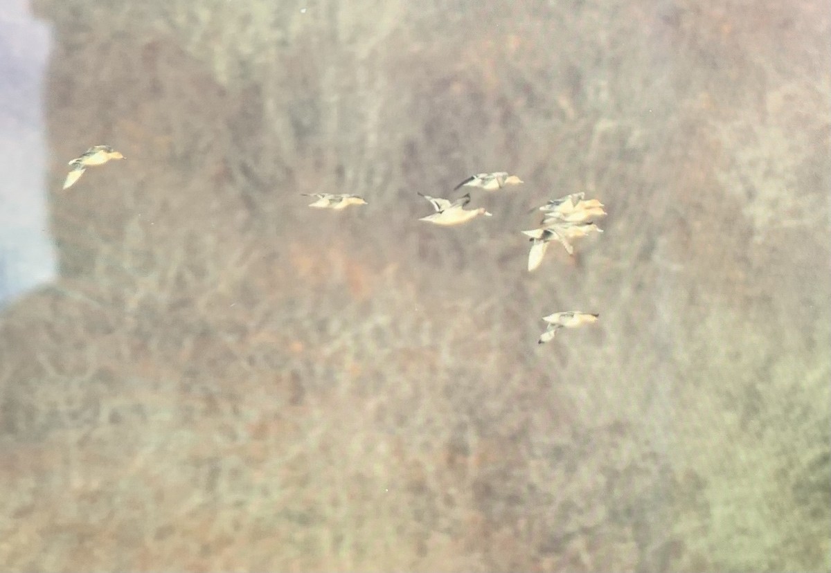 Шовтгор алаг нугас - ML385034181