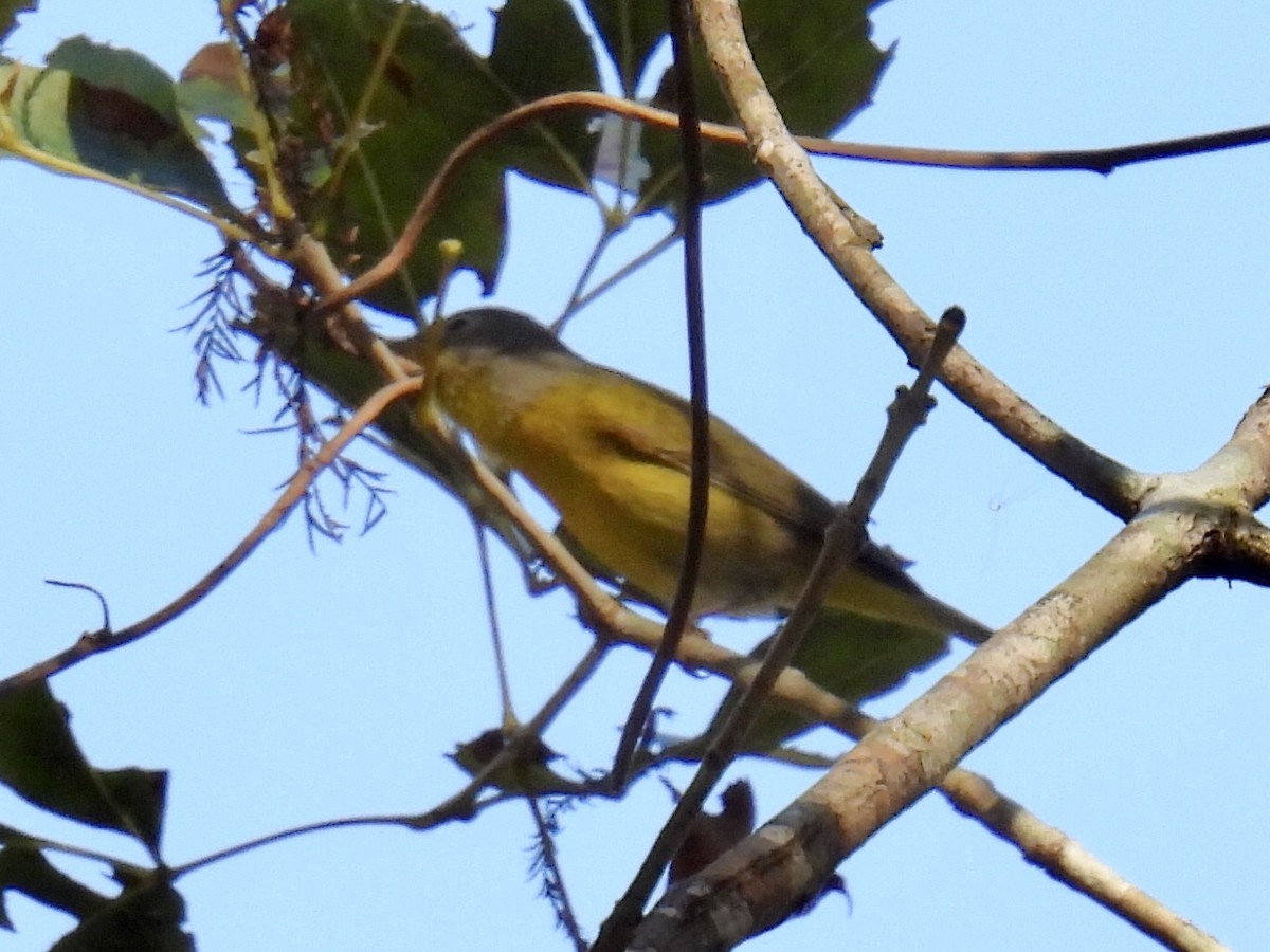 Nashville Warbler - ML385034221