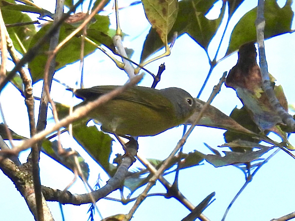 Nashville Warbler - ML385034231