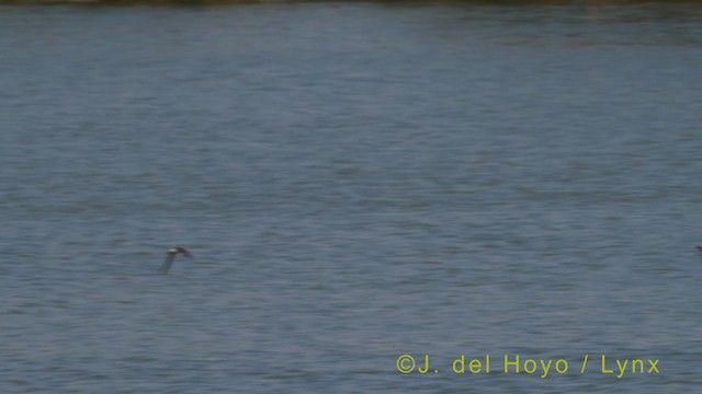 Western House-Martin - ML385034571