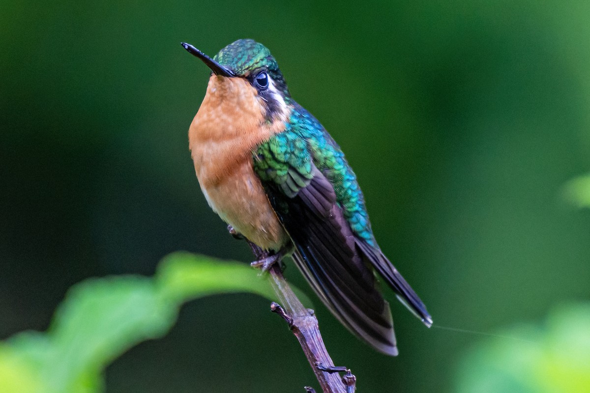 Purple-throated Mountain-gem - Kurt Gaskill