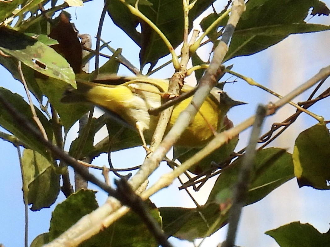 Nashville Warbler - ML385034981