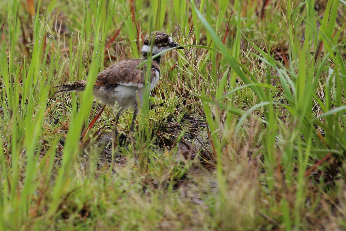 Killdeer - ML385035551