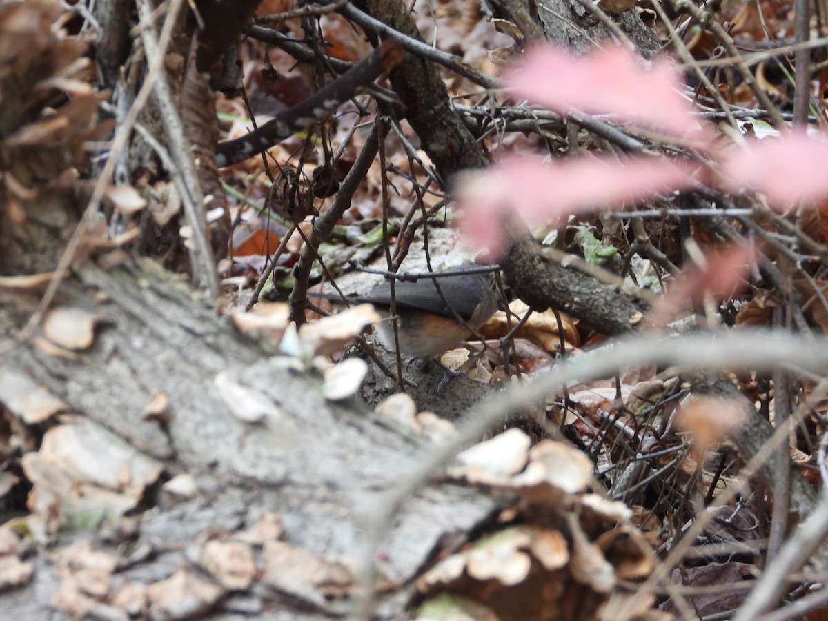 Tufted Titmouse - ML385036021