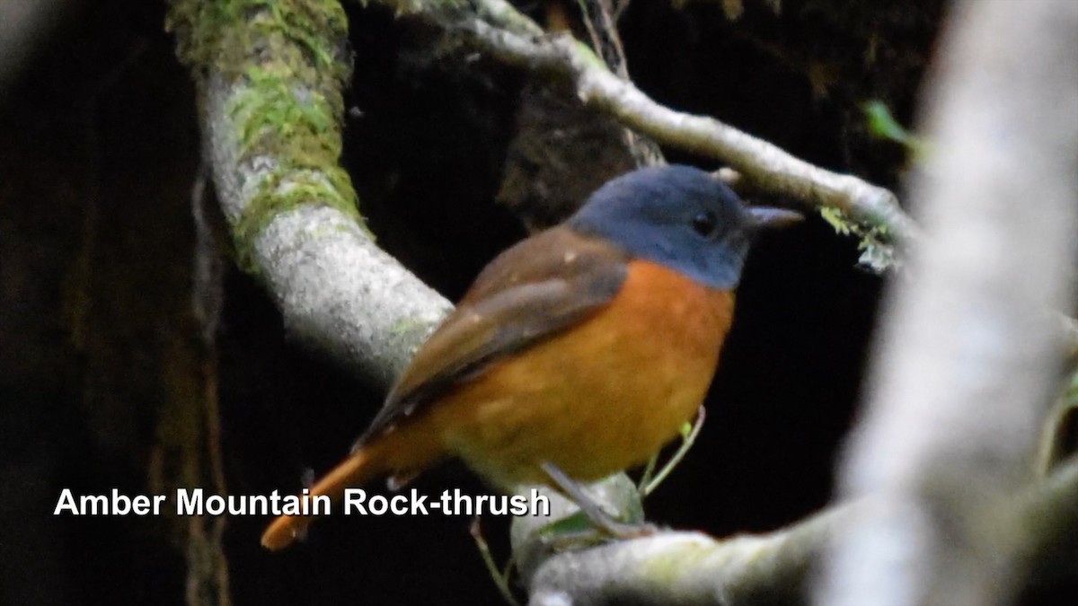 Amber Mountain Rock-Thrush - ML385036311