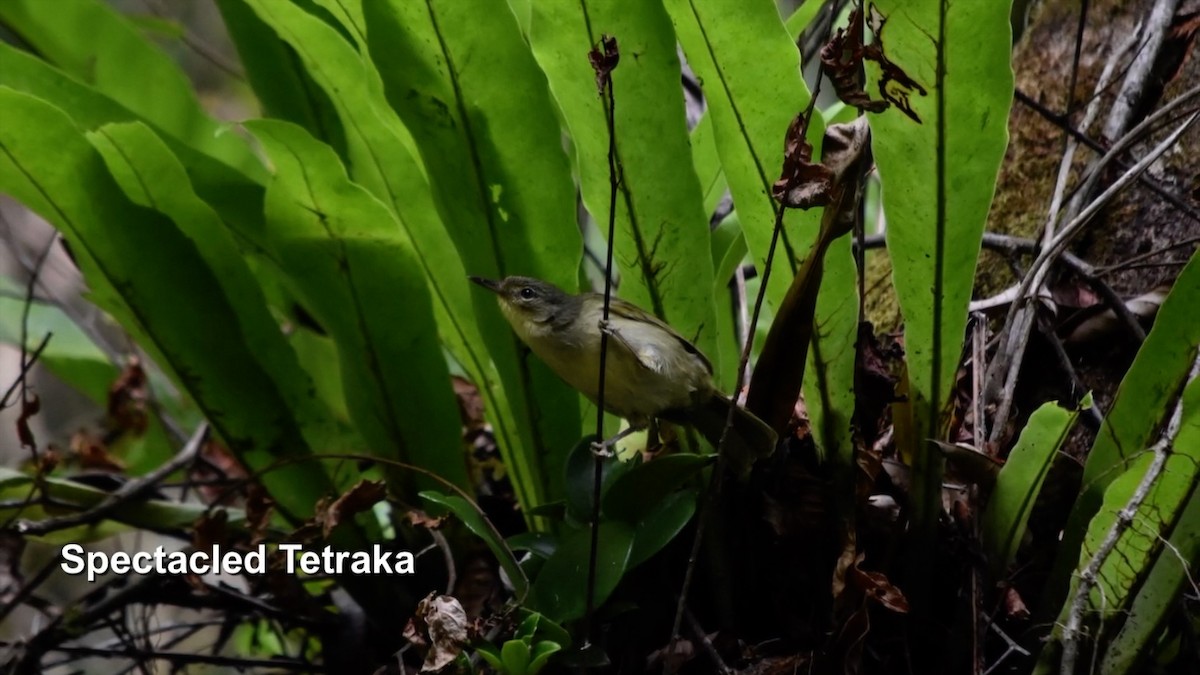 Gözlüklü Tetraka - ML385036661