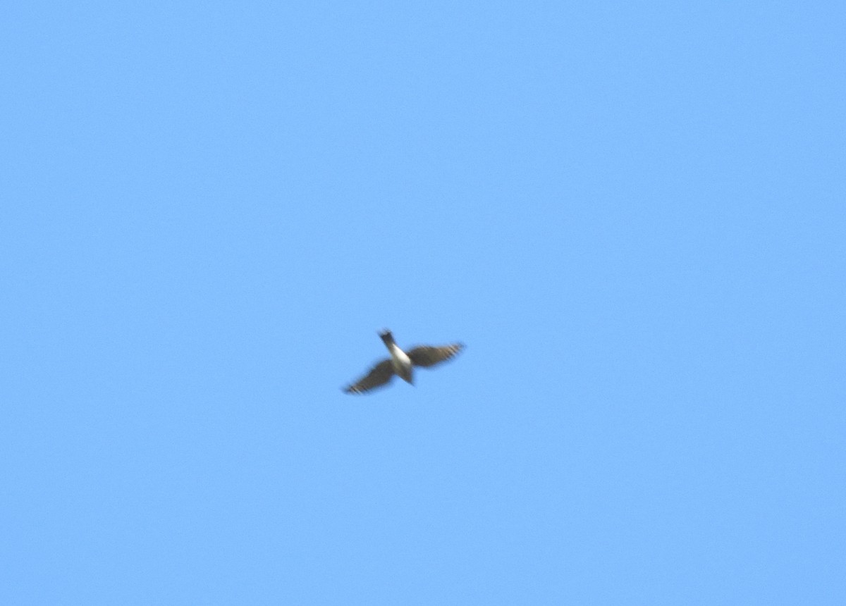 Sharp-shinned Hawk - ML385037081