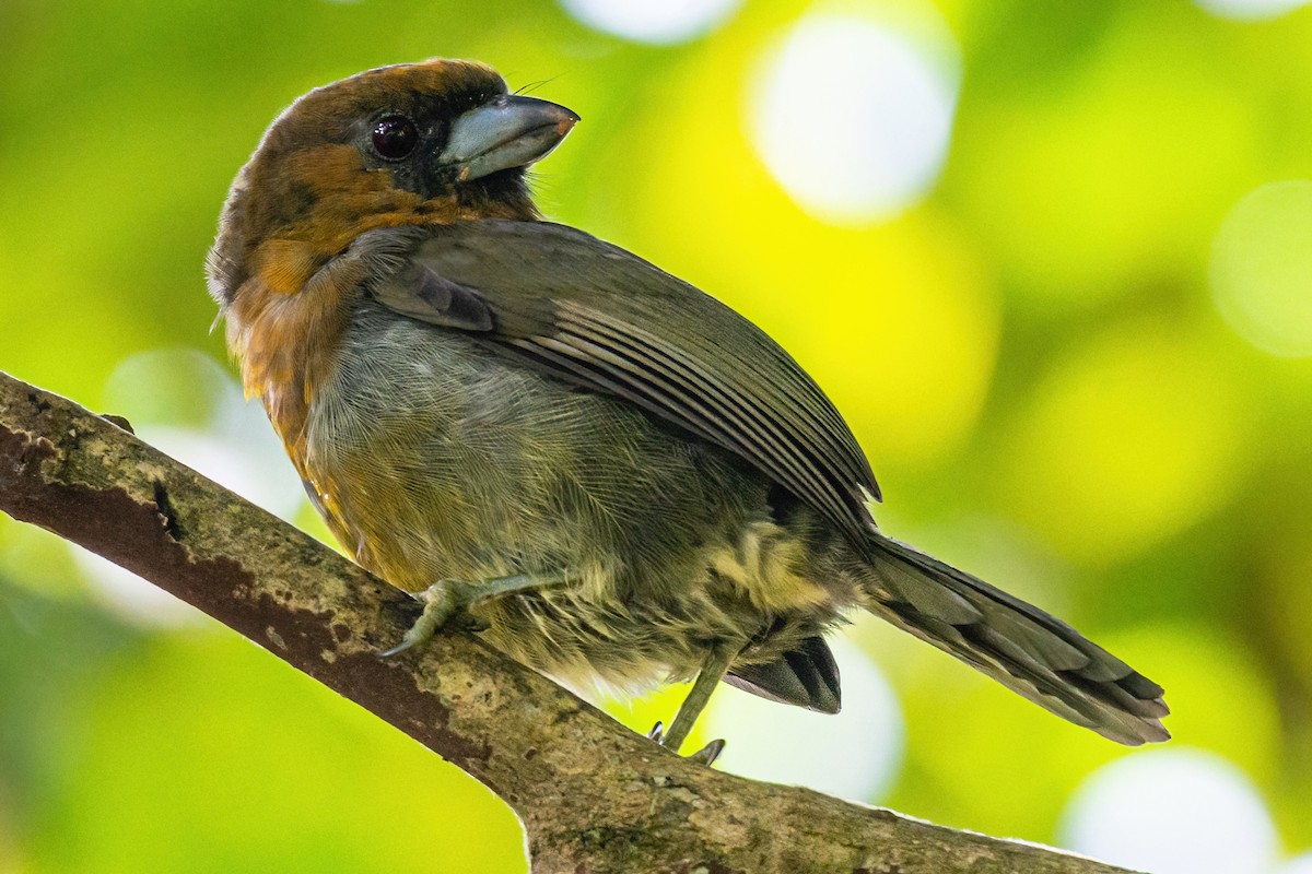 Prong-billed Barbet - Kurt Gaskill