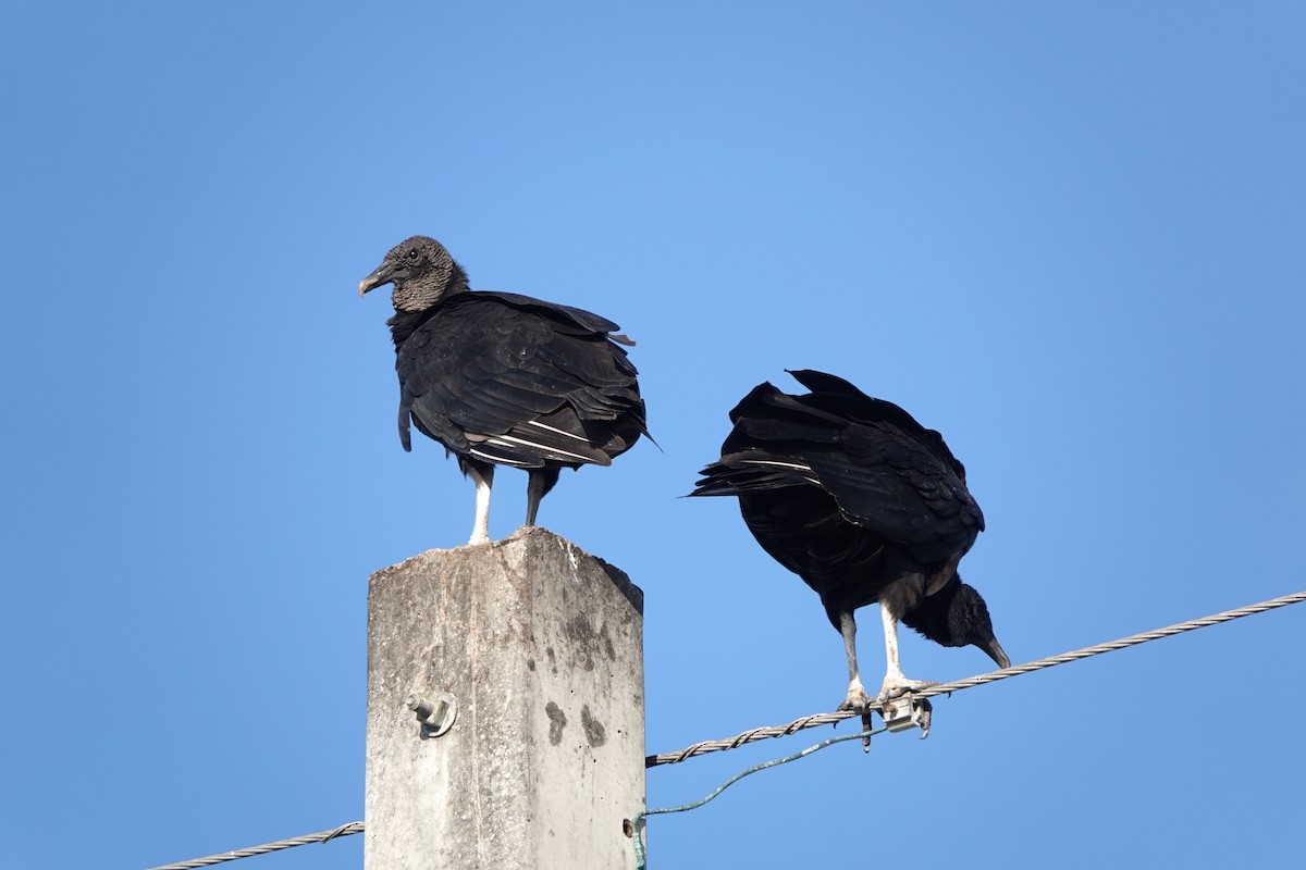 Black Vulture - ML385037951