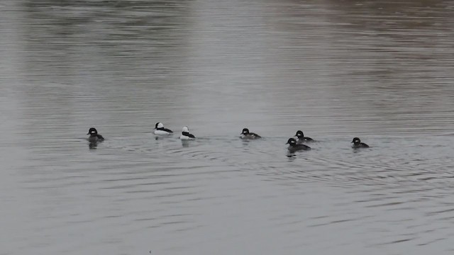 Bufflehead - ML385038261