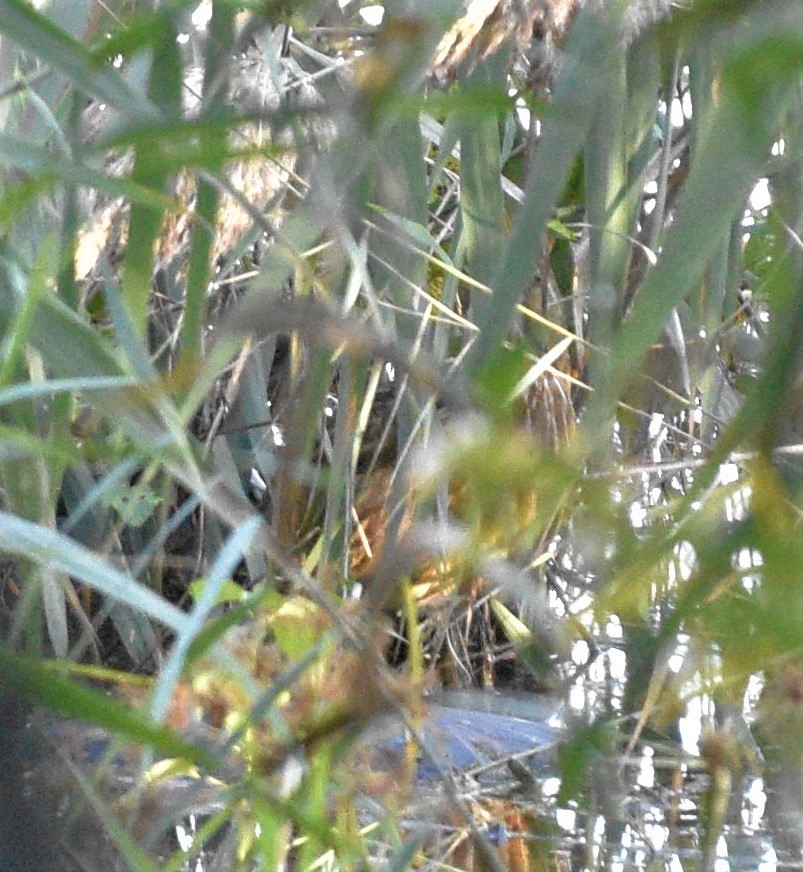 American Bittern - ML385039251