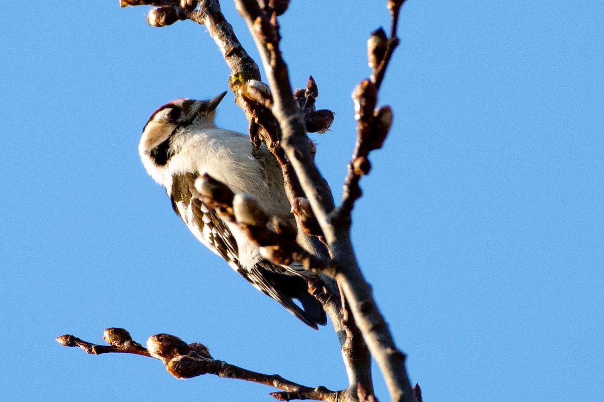 Lesser Spotted Woodpecker - ML385039411