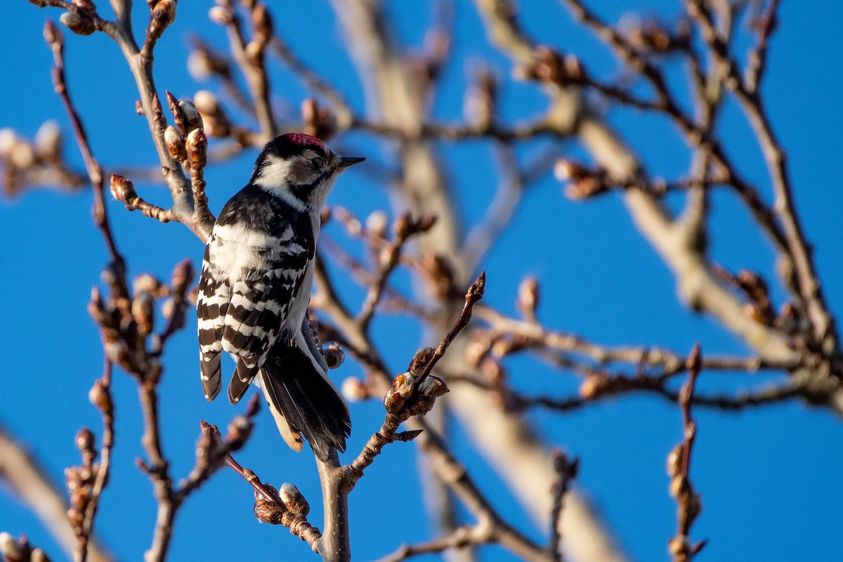 Lesser Spotted Woodpecker - Grigory Evtukh