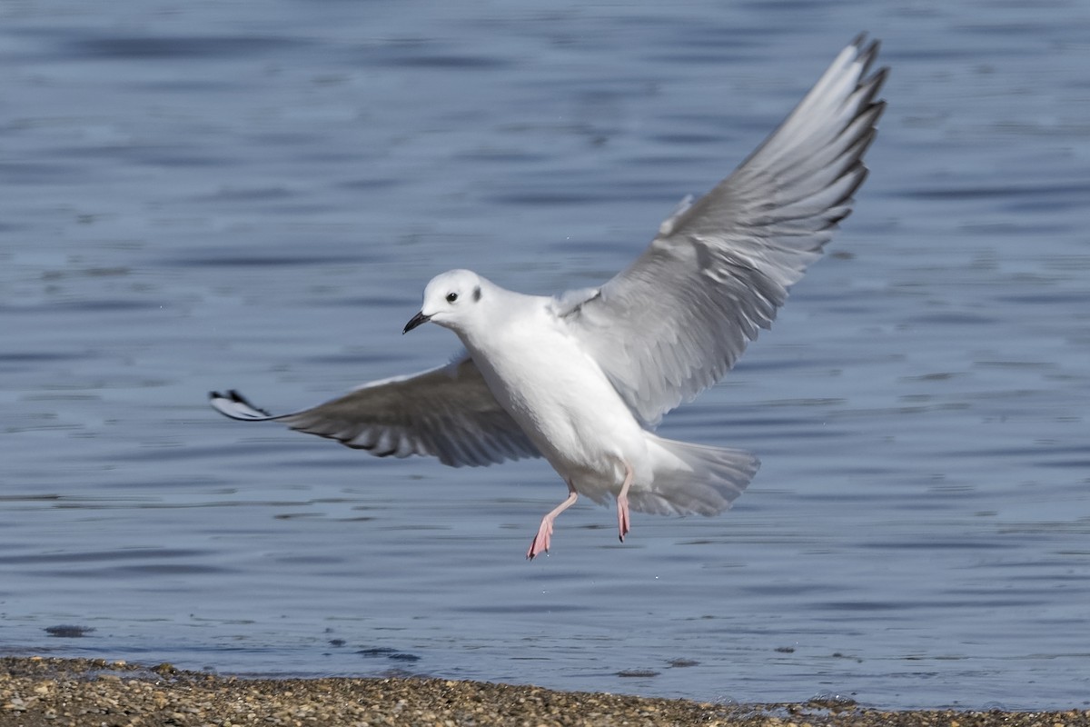 Bonaparte's Gull - Don Danko