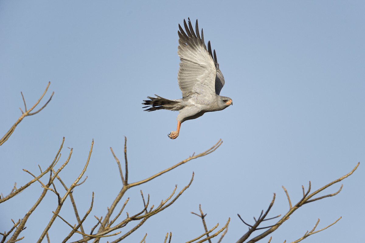 Dark Chanting-Goshawk - ML385042171