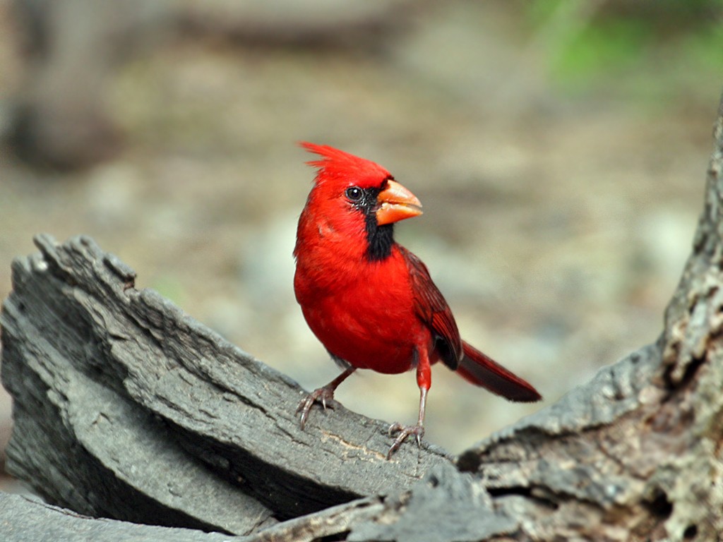 Northern Cardinal - Dick Dionne