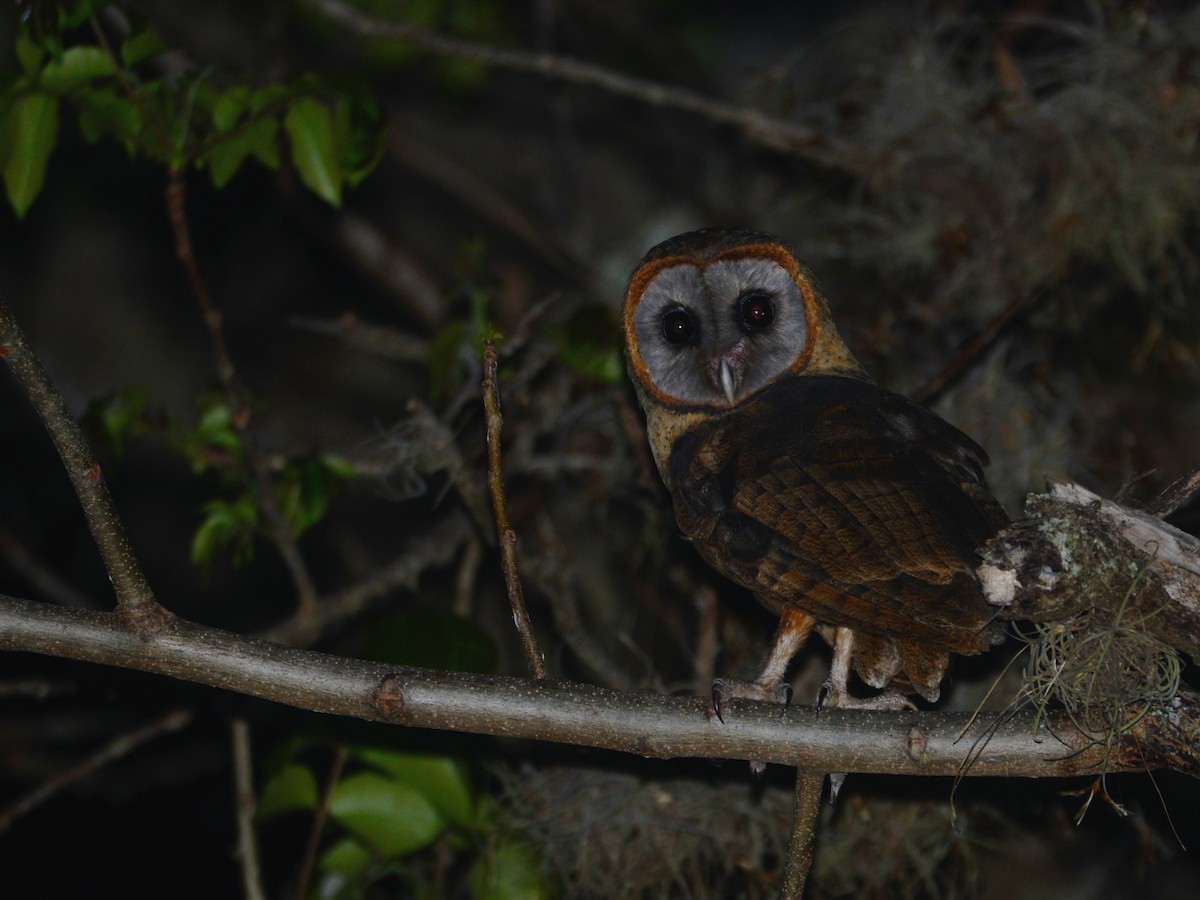 Ashy-faced Owl - Alan Van Norman