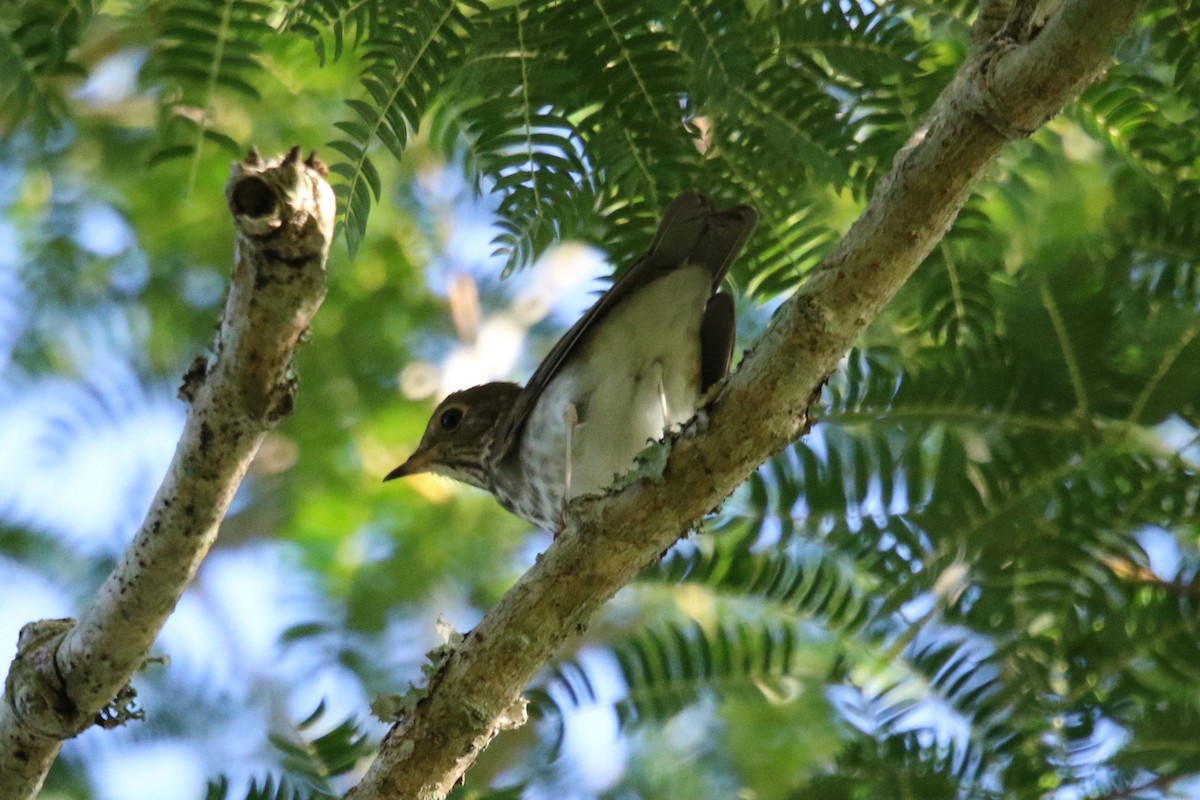 Swainson's Thrush - John Groskopf