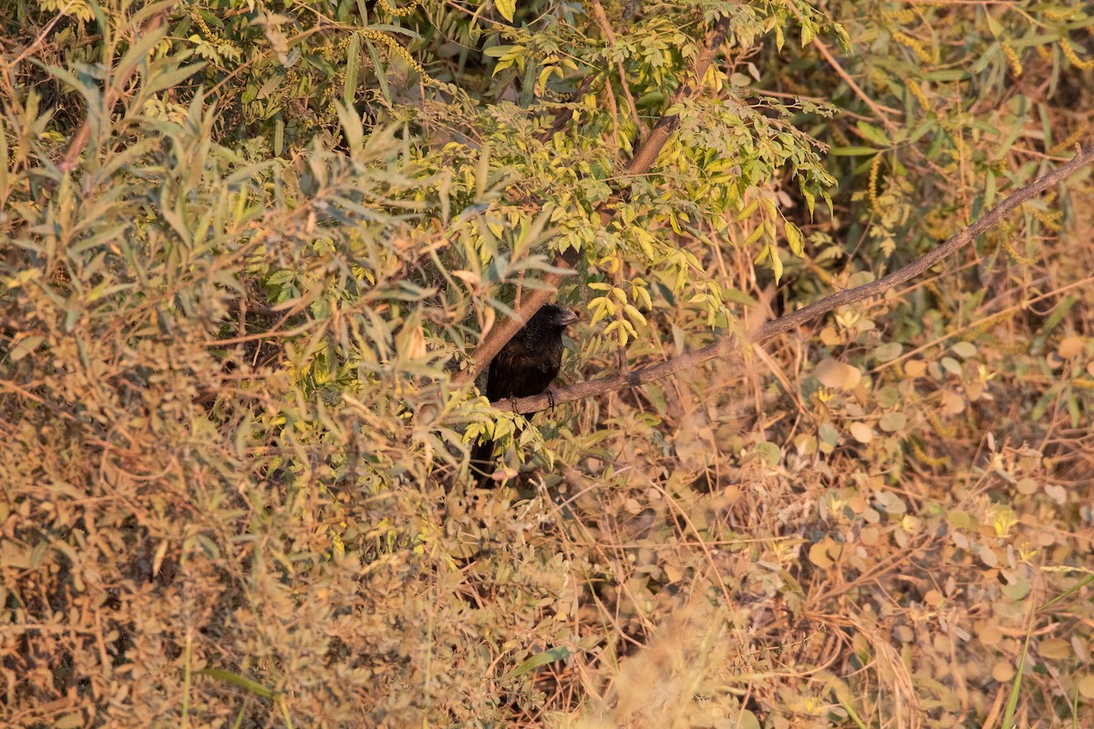 Smooth-billed Ani - ML385042561