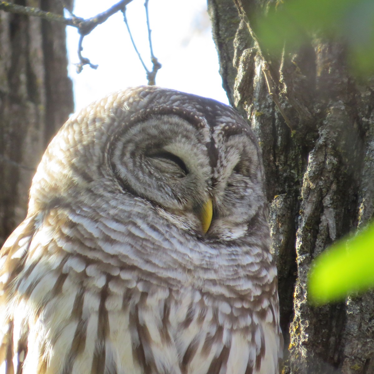 Barred Owl - ML385042721