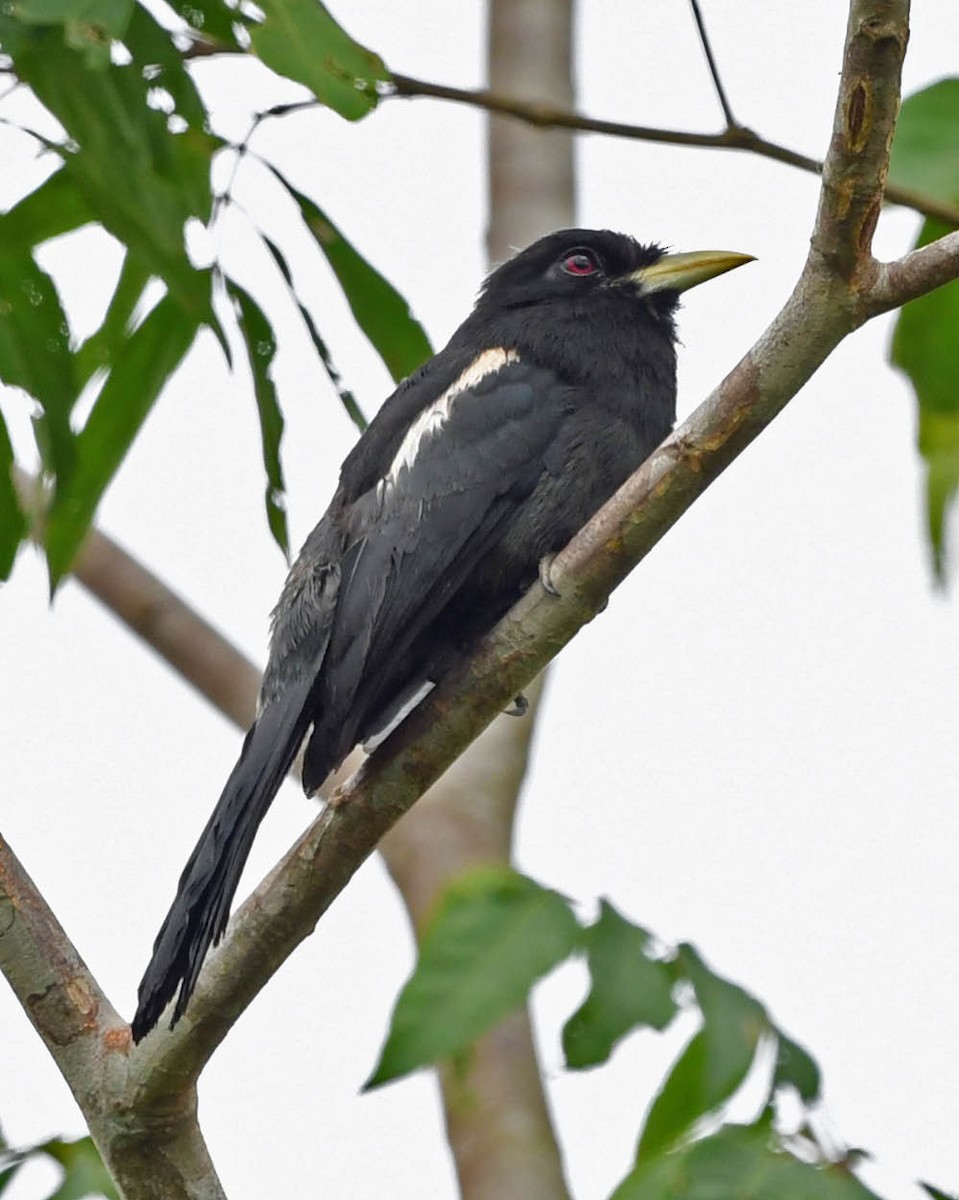 Yellow-billed Nunbird - ML385043341