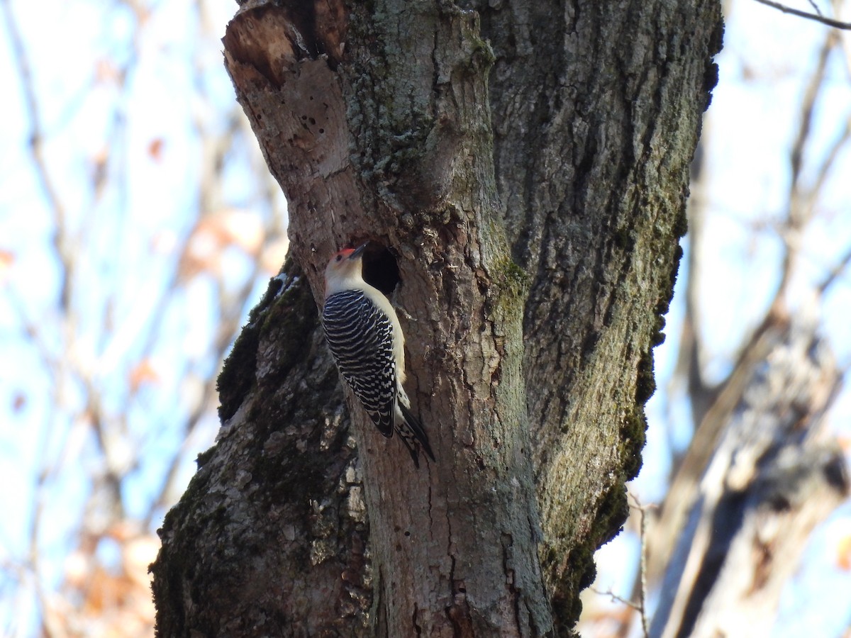 Red-bellied Woodpecker - ML385046171