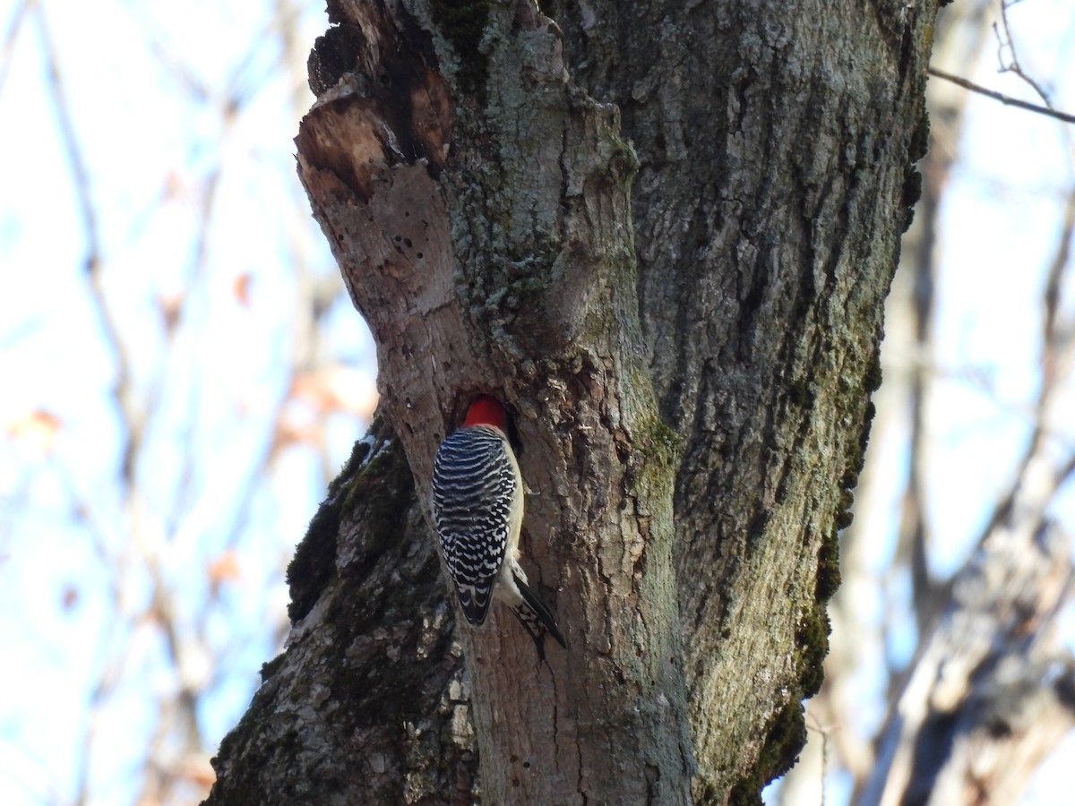 Red-bellied Woodpecker - ML385046201