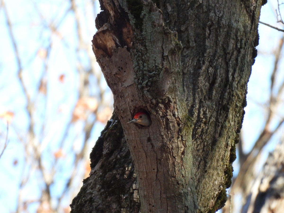 Red-bellied Woodpecker - ML385046491