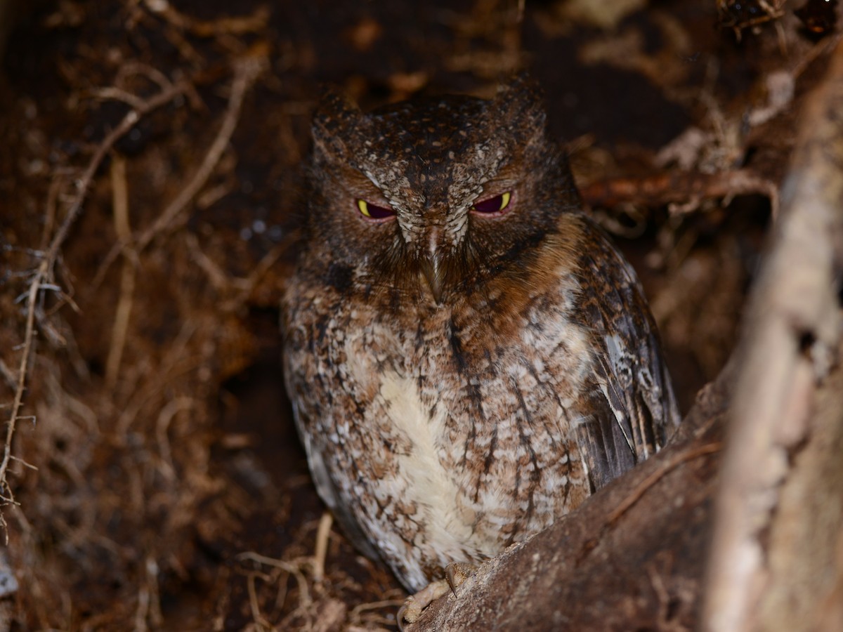 Madagascar Scops-Owl (Rainforest) - Alan Van Norman