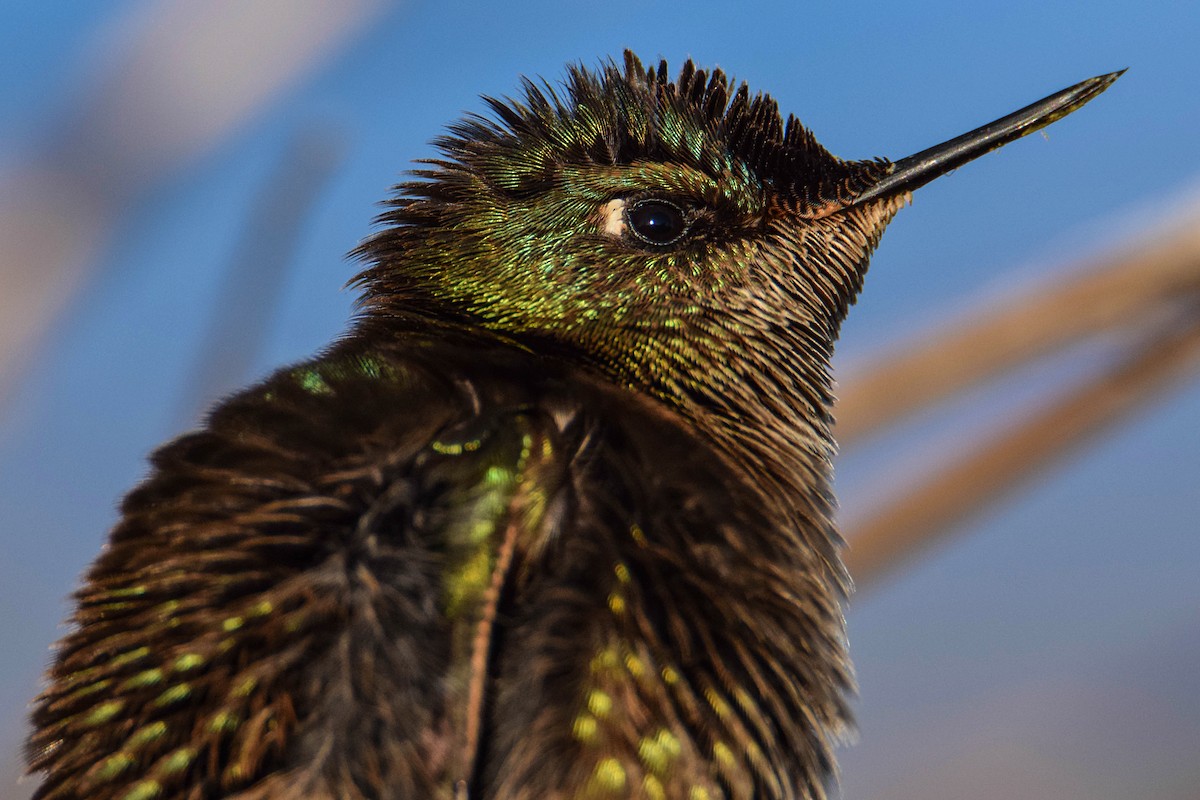 Green-backed Firecrown - ML385048541